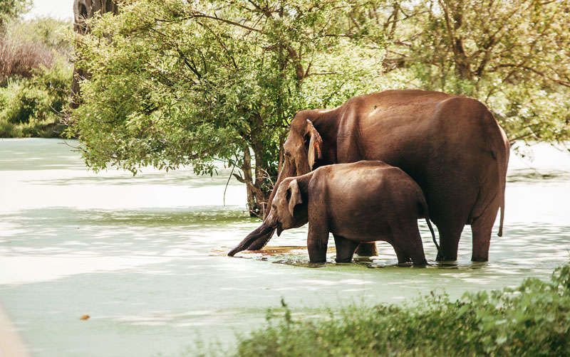 Op safari in het Udawalawe national park<br>